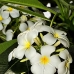 plumaria_white_lan_baa_v_0327_mal0820.jpg